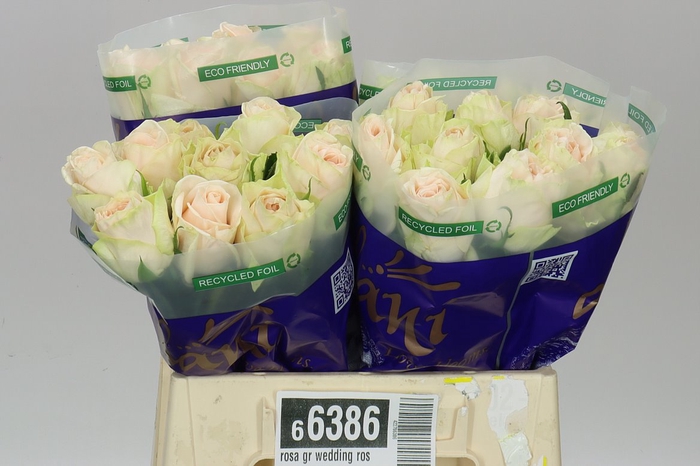 <h4>Rosa Gr Wedding Rose</h4>