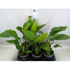 Strelitzia nicolai