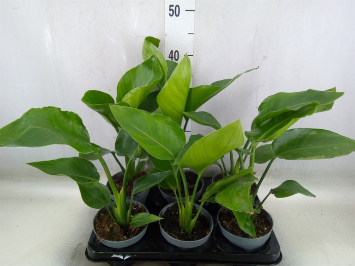 <h4>Strelitzia nicolai</h4>