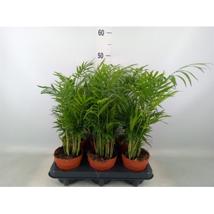 Chamaedorea elegans