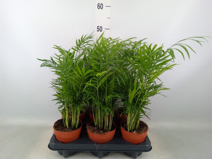 <h4>Chamaedorea elegans</h4>