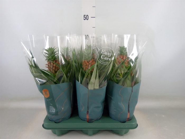 <h4>Ananas  'Mi Amigo'</h4>
