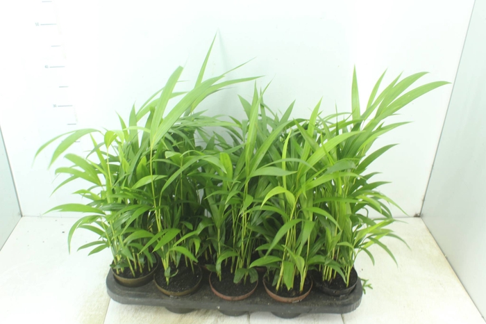 <h4>ARECA BAMBU P11</h4>