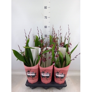 Burrageara  'Barrocco Red'
