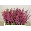Astilbe Maggie Daley Rutgrink