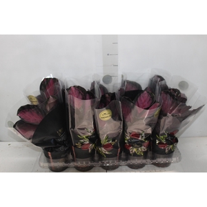 CALATHEA ROSEA PICTA CRIMSON P12