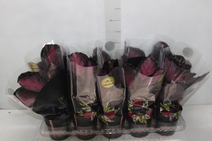 <h4>CALATHEA ROSEA PICTA CRIMSON P12</h4>