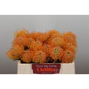 Nutans Soleil