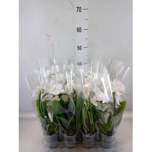 Phalaenopsis  'Elegant Cascade'