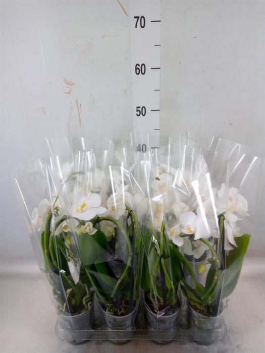 <h4>Phalaenopsis 'Elegant Cascade'</h4>