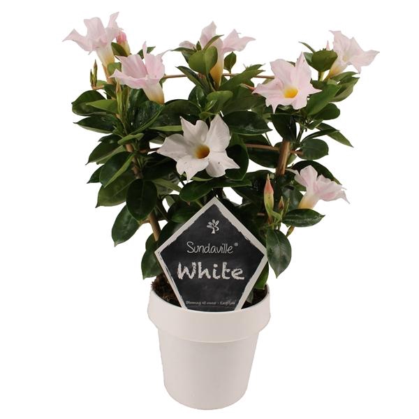 <h4>Mandevilla Sundaville White</h4>