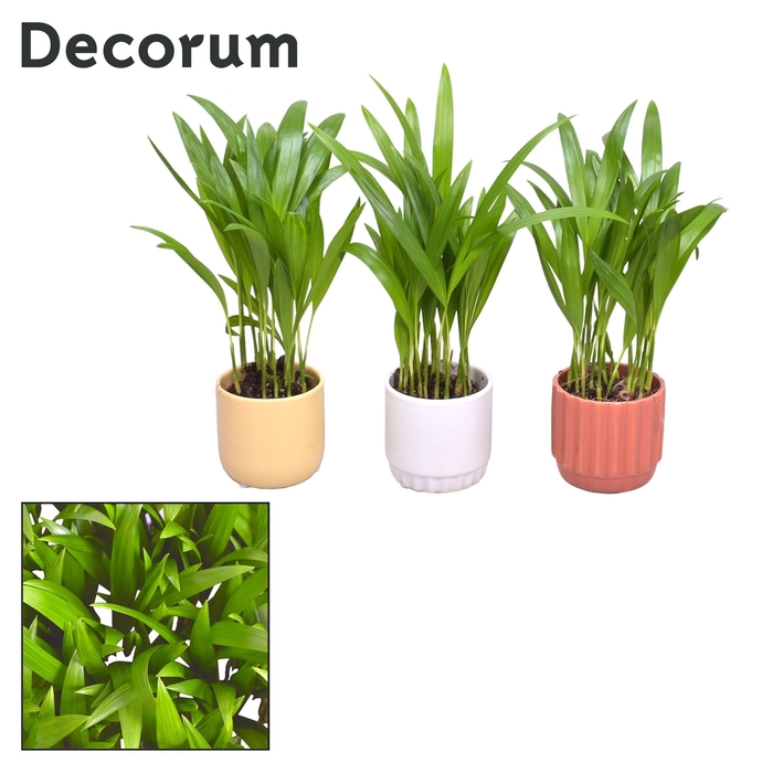 <h4>Collectie Nature Love - Dypsis in pot Liam</h4>