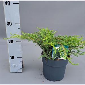 Juniperus comm. Repanda