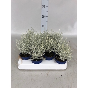 Leucophyta brownii