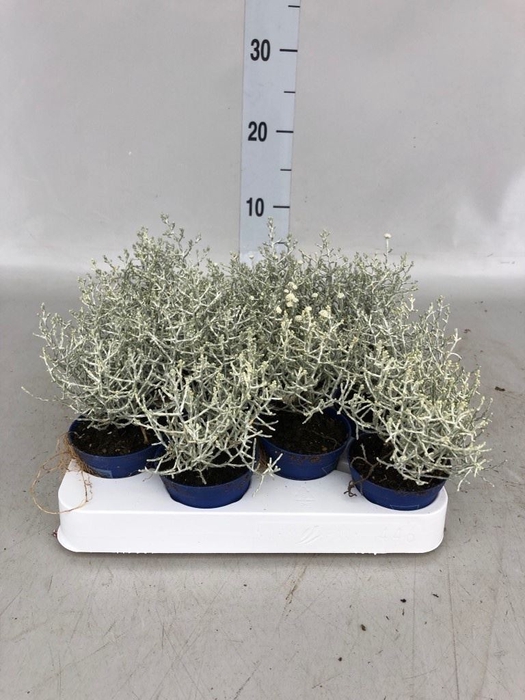 <h4>Leucophyta brownii</h4>