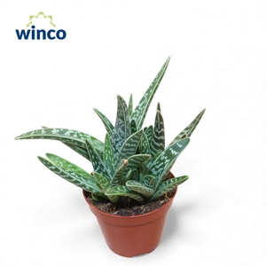 ALOE OV