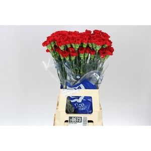 Di St Don Pedro Red BD