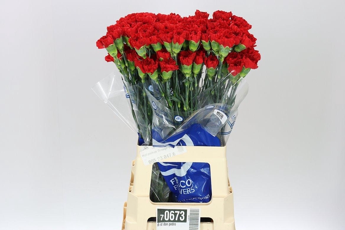 <h4>Di St Don Pedro Red BD</h4>