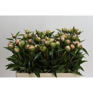 Paeonia Alertie