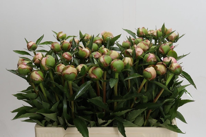 <h4>Paeonia Alertie</h4>