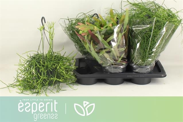 <h4>RHIPSALIS MIX HANGPOT P17</h4>