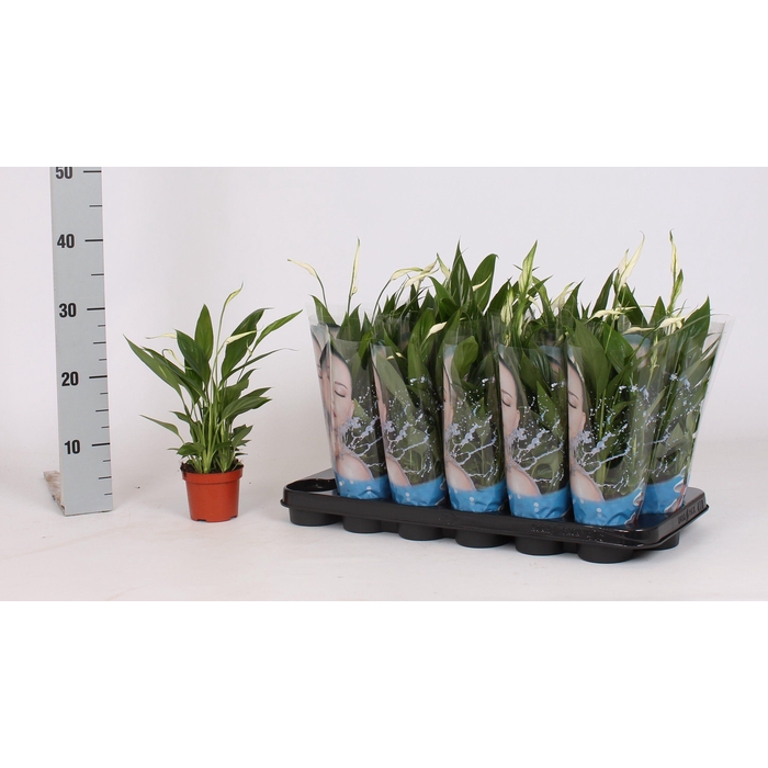 <h4>SPATH ALANA</h4>