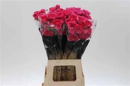 <h4>Di St Mozart</h4>