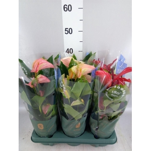 Anthurium   ...mix