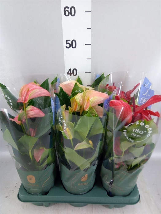 <h4>Anthurium   ...mix</h4>