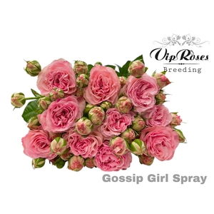 R TR OV GOSSIP GIRL GARDEN SPRAY