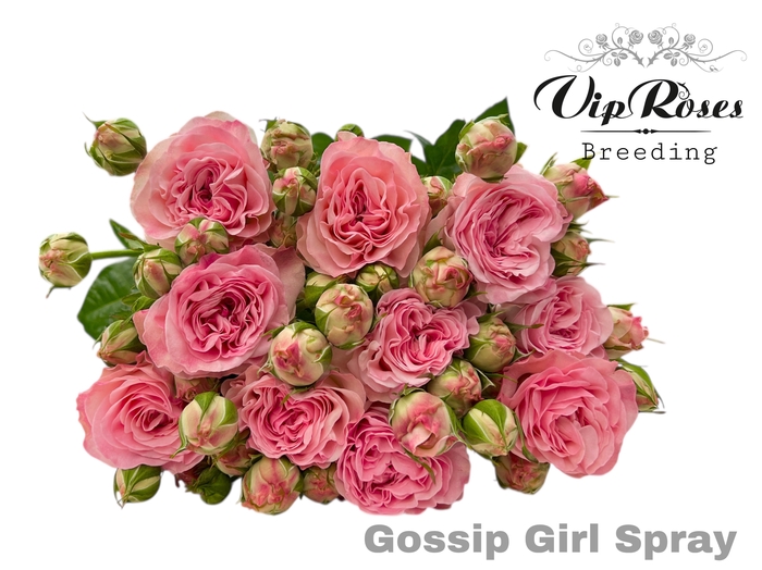 <h4>R TR OV GOSSIP GIRL GARDEN SPRAY</h4>