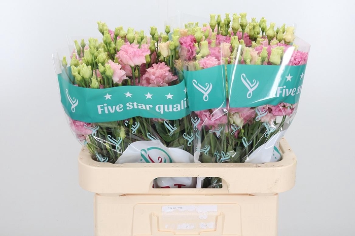 <h4>Eus G Alissa Pink</h4>