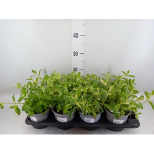 Mentha piperita