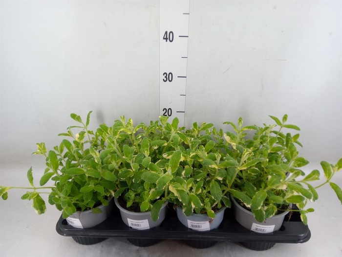 <h4>Mentha piperita</h4>