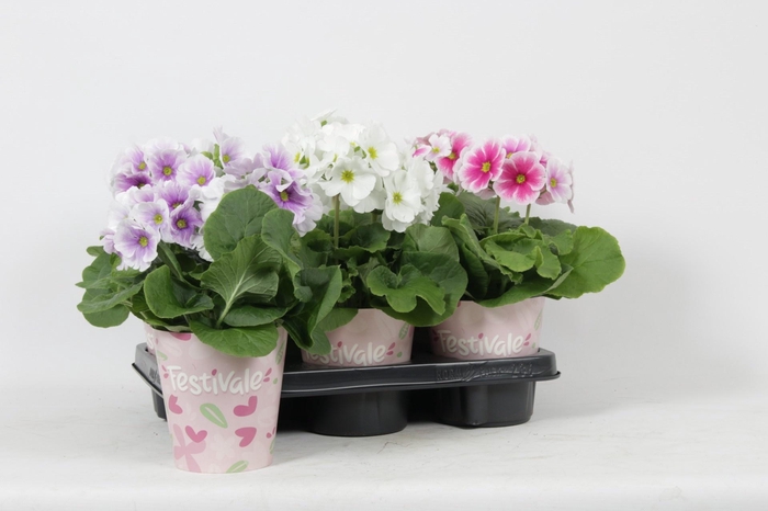 <h4>PRIM OB TM GEM</h4>