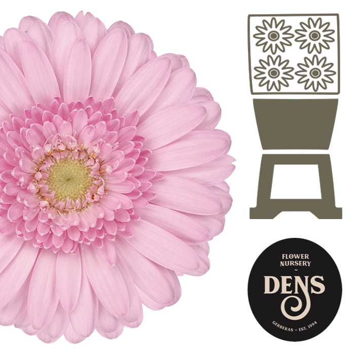 <h4>Germini Kimsey Diamond</h4>