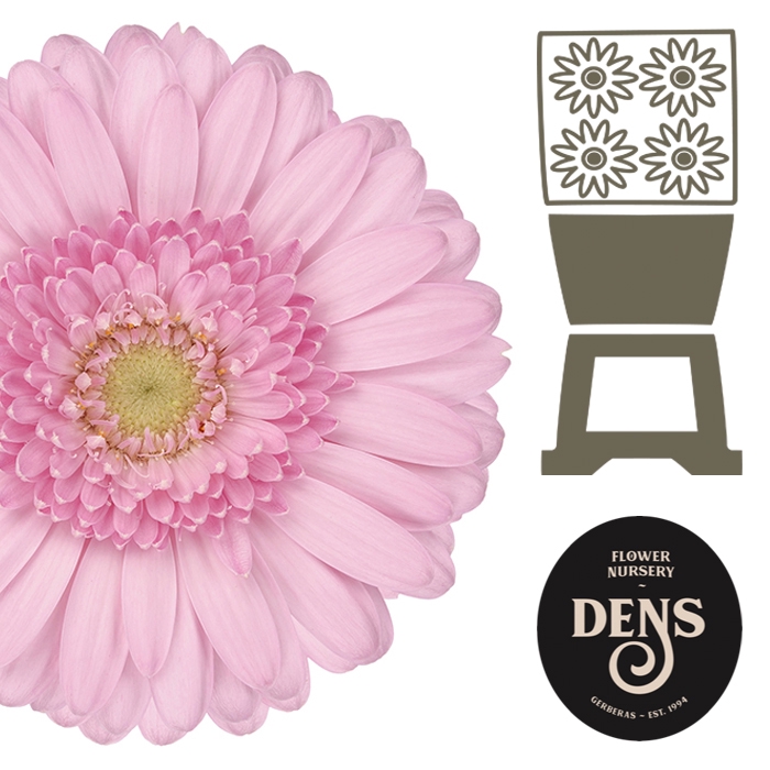 <h4>Germini Kimsey Diamond</h4>