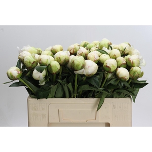 Paeonia Bowl Of Cream