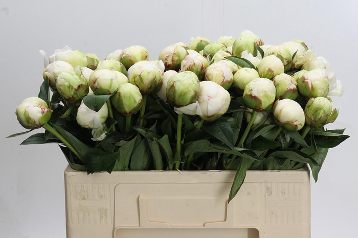 <h4>Paeonia Bowl Of Cream</h4>