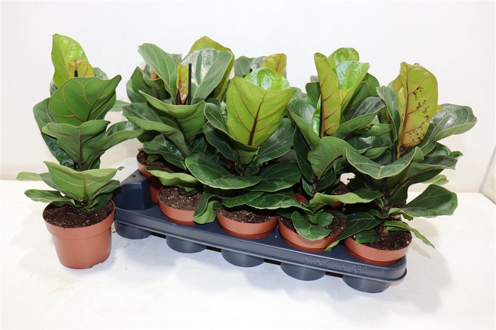 <h4>arr8 Ficus Lyrata Bambino</h4>