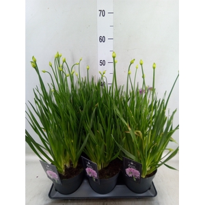 Allium  'Millenium'