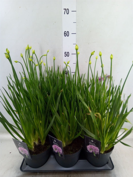 <h4>Allium  'Millenium'</h4>