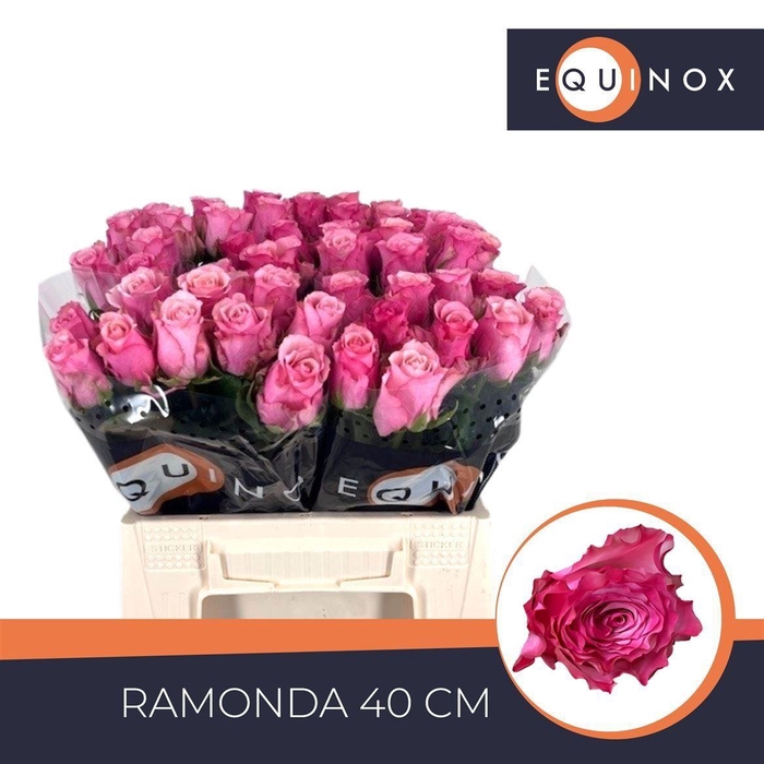 <h4>Rosa a grande fleur Ramonda</h4>