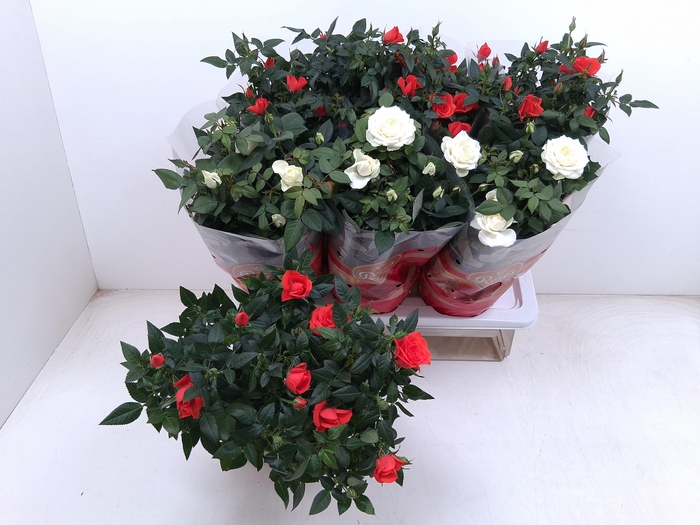 <h4>RO FAV RO GEM</h4>