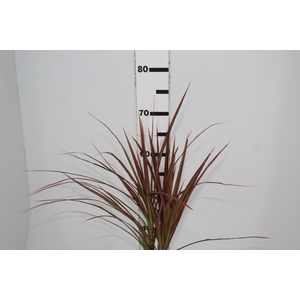 FOLHAGEM DRACENA TRICOLOR