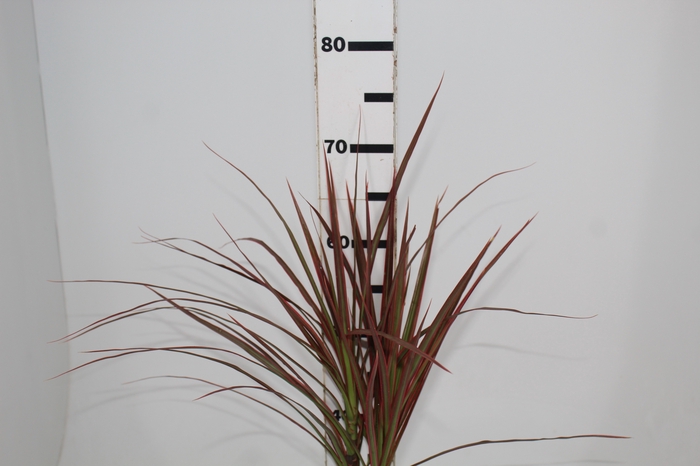 <h4>FOLHAGEM DRACENA TRICOLOR</h4>