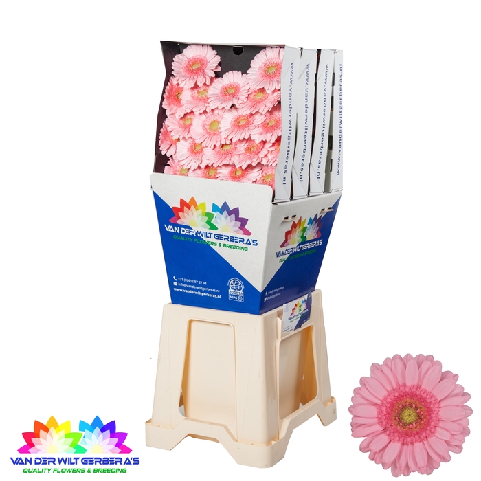 <h4>Germini Pinky Diamond</h4>