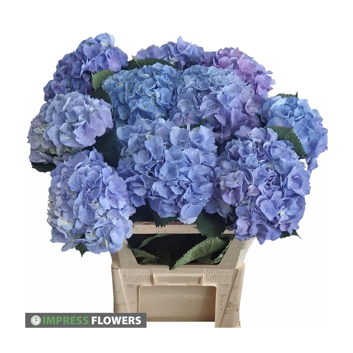 <h4>Elbtal blauw 80cm</h4>