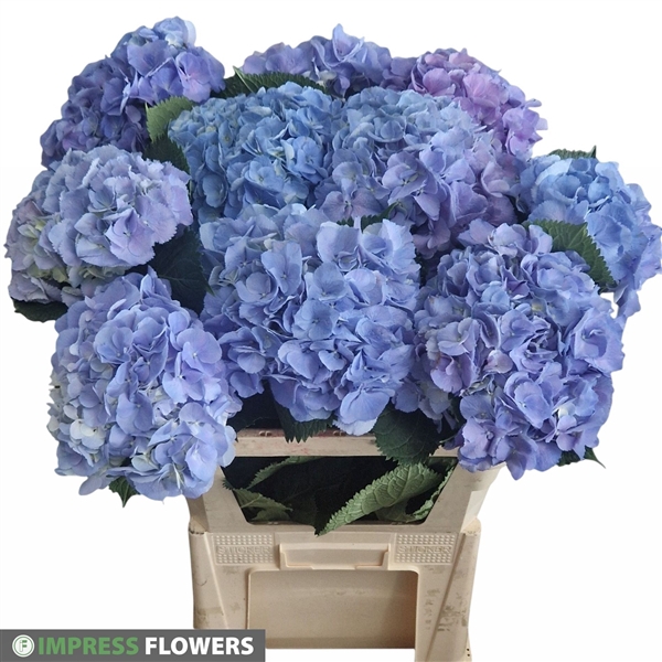 Elbtal blauw 80cm