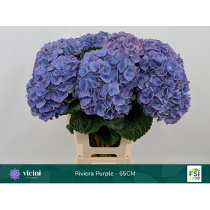 Hydrangea my beautiful riviera